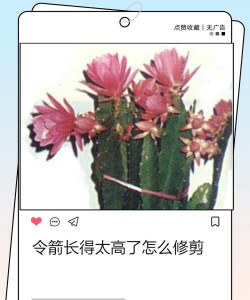 家庭养花用生根粉