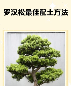 罗汉松盆景如何配土