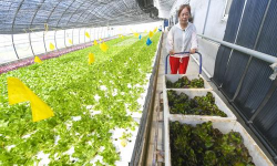 家庭养花用生根粉