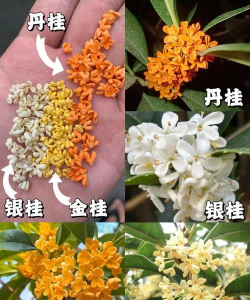 桂花和什么同时开