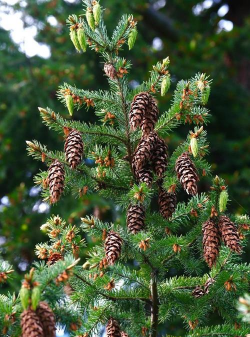 云杉的花语是什么