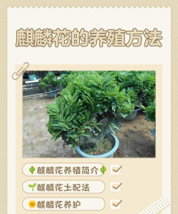 麒麟花怎么种植