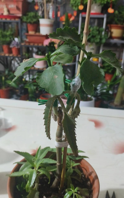 家庭养花用生根粉