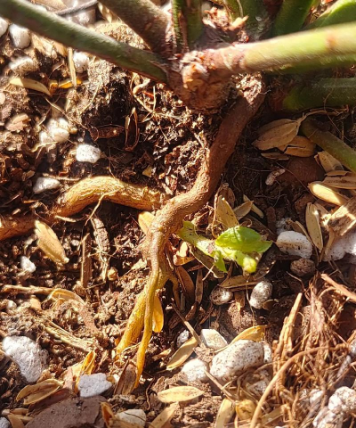 家庭养花用生根粉