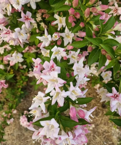 泰安花是什么花