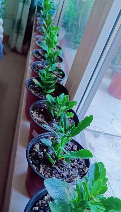 家庭养花用生根粉