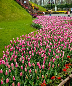 南京什么植物最著名