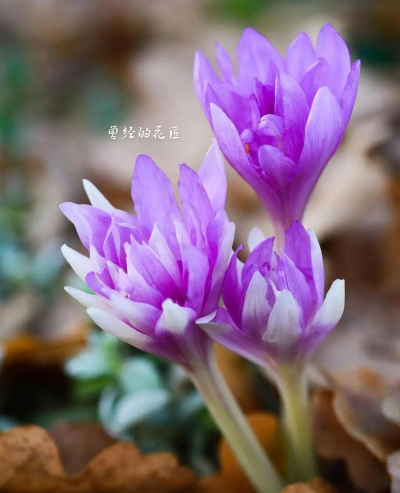 为什么叫秋水仙