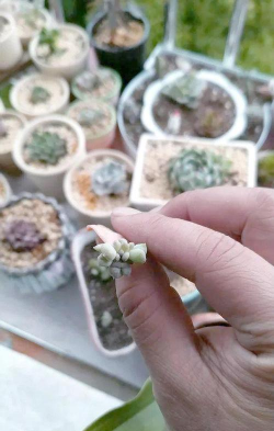 家庭养花用生根粉