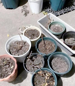 家庭养花用生根粉