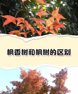 枫香和什么树相似
