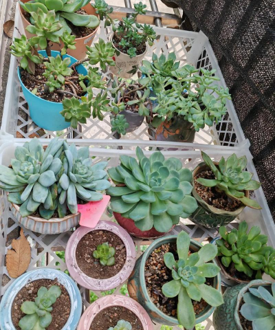 家庭养花用生根粉