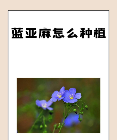 蓝亚麻怎么种植