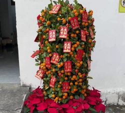 家庭养花用生根粉