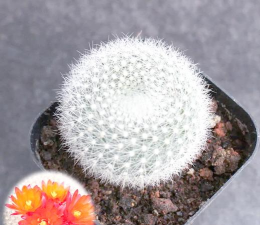 白雪光什么意思