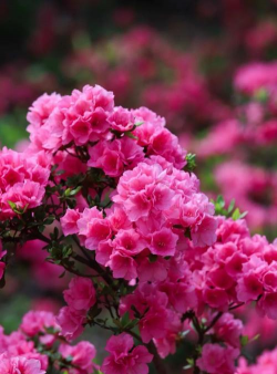 浙江春天种什么花