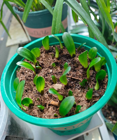 家庭养花用生根粉