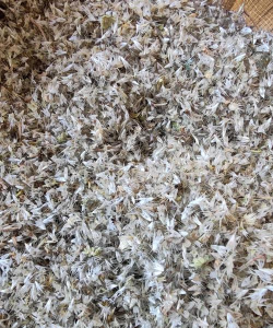 天人菊种子什么形状