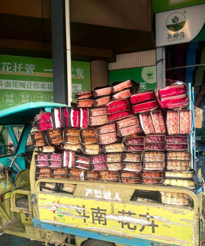 家庭养花用生根粉