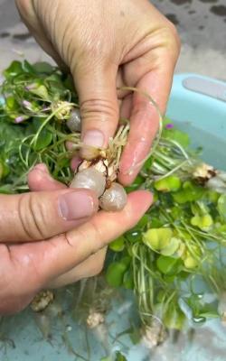 家庭养花用生根粉