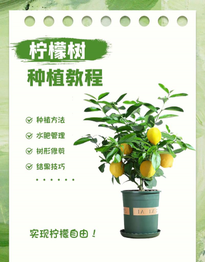 如何用柠檬籽种柠檬树