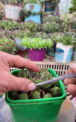 家庭养花用生根粉