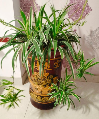 家庭养花用生根粉