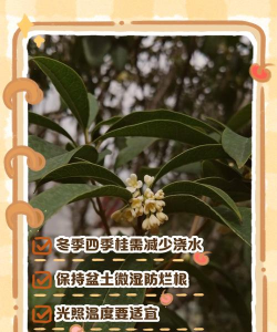 四季桂花冬季如何过冬