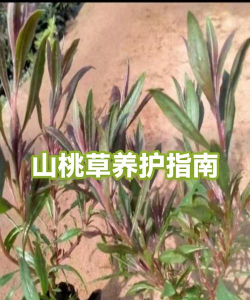 山桃草怎么浇水