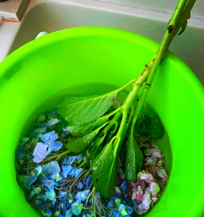 家庭养花用生根粉