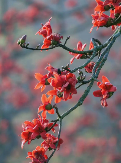 木棉与什么花相生