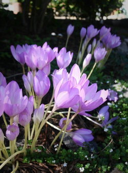 秋水仙什么季节种植