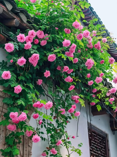 蔷薇开花了 蔷薇什么