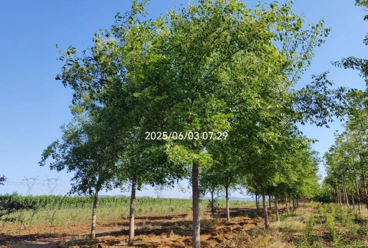 丝棉木的栽培与管理