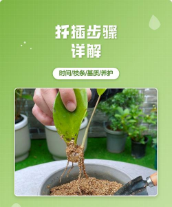 扦插基质怎么消毒