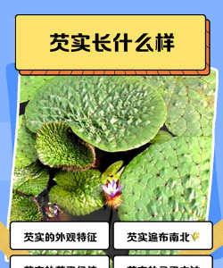 欠实是什么植物