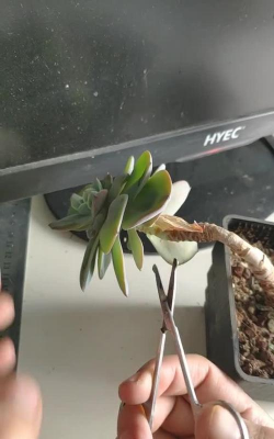 家庭养花用生根粉