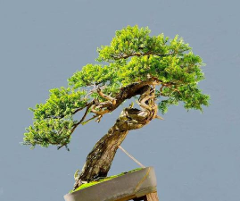 矮紫杉盆景制作