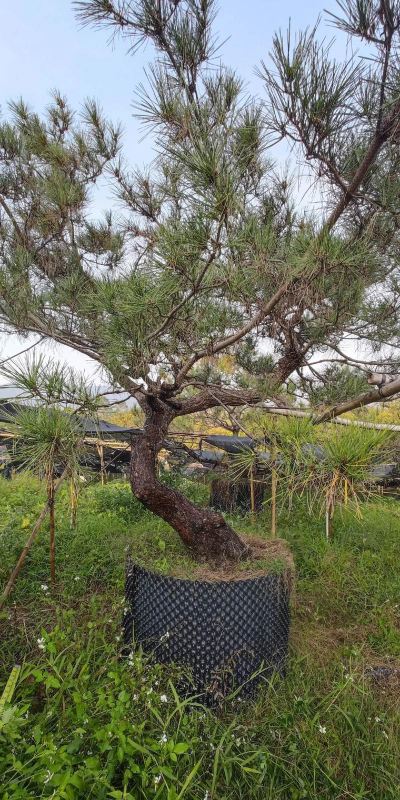 黑松伤口怎么处理