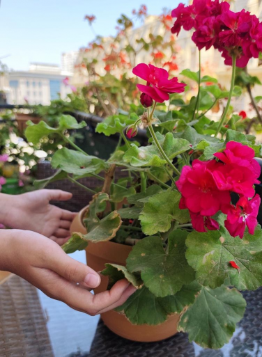 家庭养花用生根粉