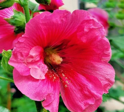 大麦皮能培土养花吗