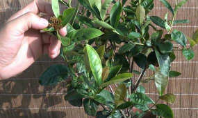 家庭养花用生根粉