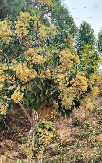 广西鸭脚树什么开花