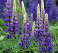 多叶羽扇豆如何播种