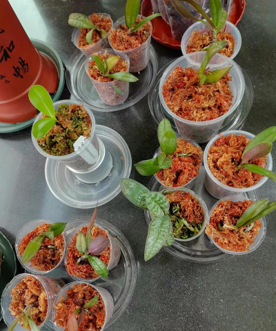 家庭养花用生根粉