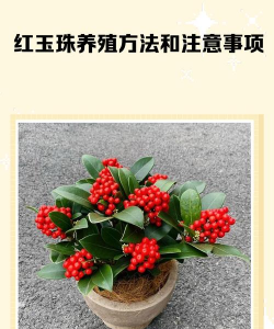 红玉珠花语是什么