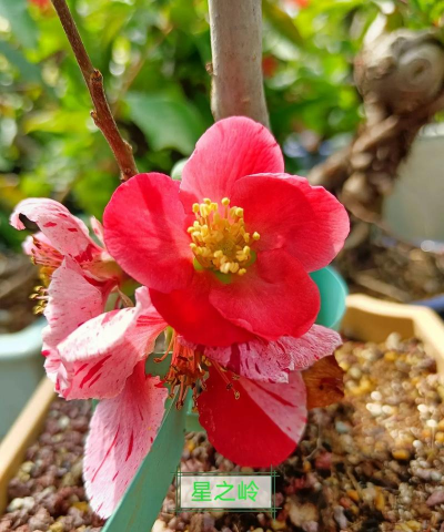 海棠树嫁接什么花