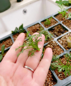 家庭养花用生根粉