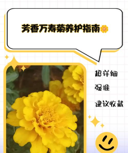 如何养殖万寿菊