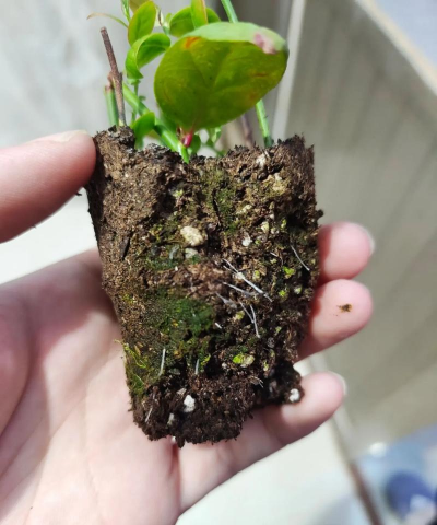 家庭养花用生根粉